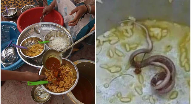 Waduh! Ratusan Siswa Sekolah Sakit Setelah Menyantap Program Makan Siang gratis; Terkontaminasi Bangkai Ular